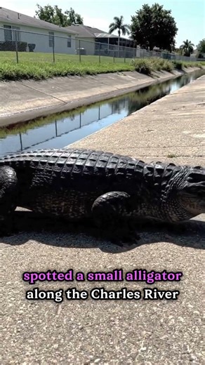 Riverfront Gator Sighting