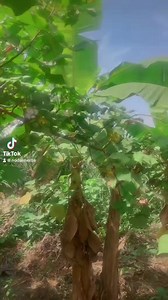 4.3K views · 90 reactions | One of the health benefits of cotton tree root | Northern Herbal Health Care | Facebook