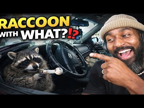 Craziest Traffic Stop Ever… Cop Finds Raccoon in Front Seat With a Pipe WTF?! 😱