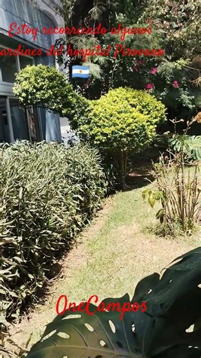 I know what the plant in one of the Pirovano courtyards looks like, is it a dinosaur or what?