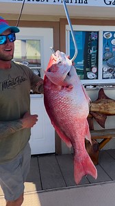 101K views · 1.3K reactions | No photoshop needed for this MONSTA 23Lb Red Snapper Out Cast Charters 勞 #ItsaMONSTA | Sharky Marquez | Facebook