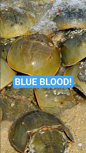 Why Horseshoe Crab Blood is Worth More Than Gold