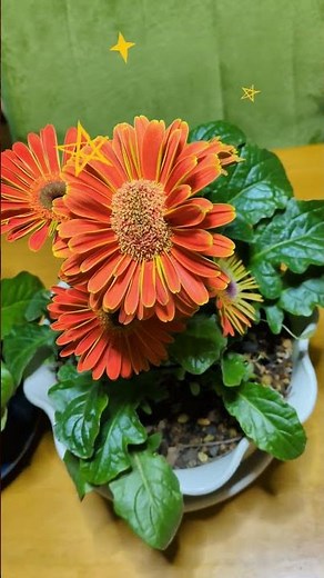 Tips for growing gerberas big #shorts #houseplants #plants