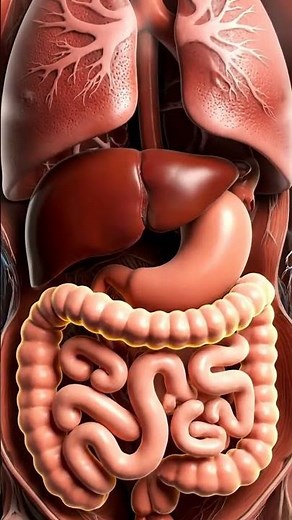 Inside the Human Body 🧠 | 3D Digestive System Animation