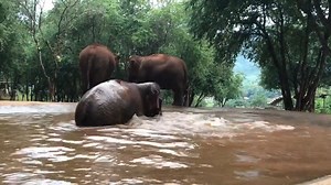 79K views · 11K reactions | Elephants show their caring nature and protective instincts toward a baby elephant’s well-being. While Khamla enjoys the pool, all of her nannies stand by to secure their little one. How touching and wonderful to learn from elephants. Though they stay safe in sanctuary, the herd carries on their natural instinct. | Elephant Nature Park | Facebook