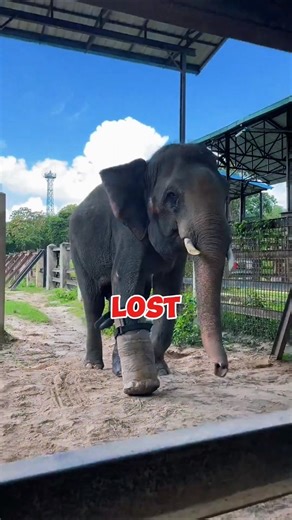 Shocking Story of an Elephant’s New Leg!