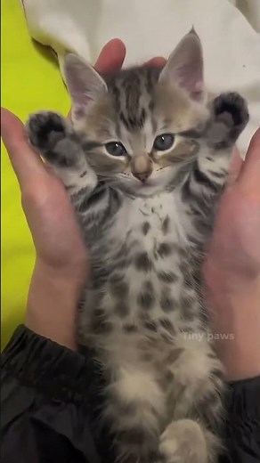 Warning: Extreme Cuteness Overload 🐱#cats #kittens #adorable cats