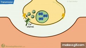 Neuromuscular Junction Structure & Neuromuscular Transmission || Membrane Physiology on Make a GIF