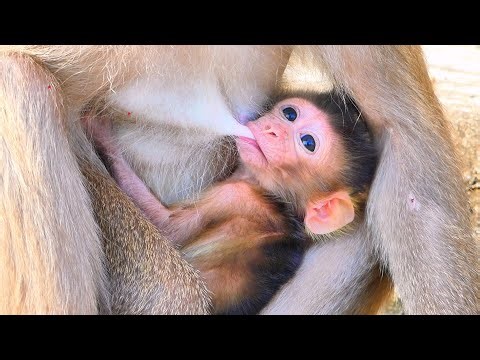 Live: Baby Monkey Loves Hugs More Than Walking — So Sweet and Adorable 🐒💖🤗