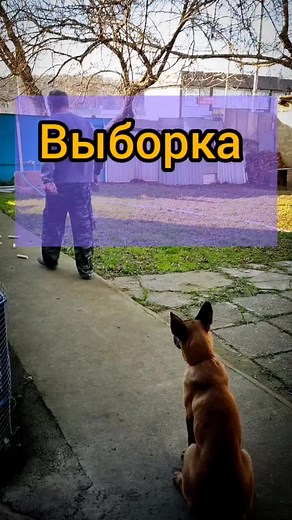 Belgian Malinois Dog Training and Tricks