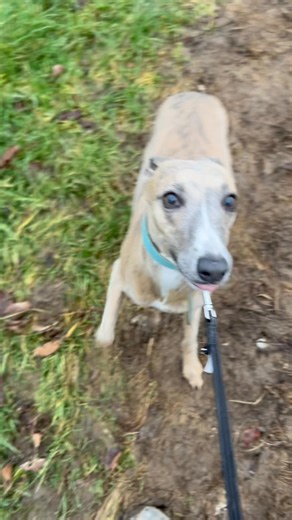 It appears that Miss Ren did not think the Christmas gifts her pawrents had kindly left for me were sufficient, so she brought me a gift of her own. | Loopy Lu’s