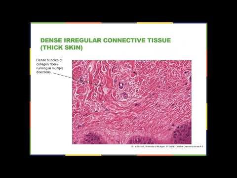 Intro to Histology-6