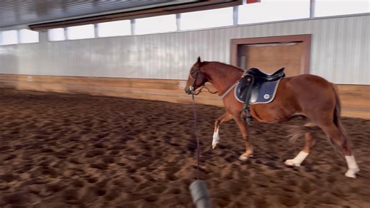 Lunged and then rode calli in the big arena for the first time. She’s getting so smart | Northern Hart Equestrian
