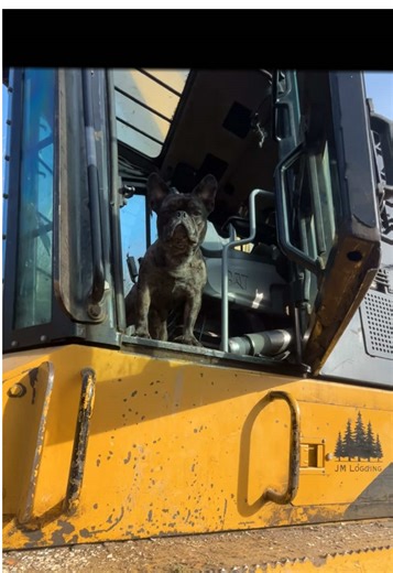 Henry’s locked in 🤷🏻‍♂️ #loggerx #frenchie #cat #bluecollar #viraltiktok