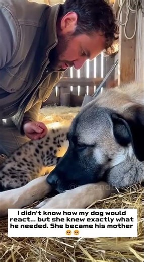 Man Rescues Baby Hyena And His Dog Becomes Its Mother #wildlife #rescue #animalfriends