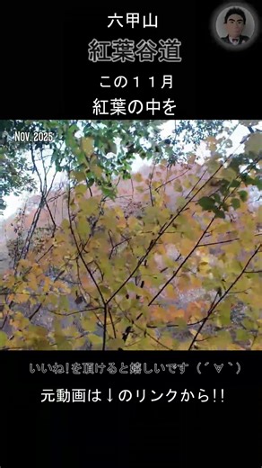 本編動画はこちら▶紅葉の中を (No Voice / Nature Sounds / POV)