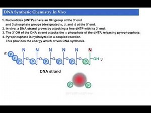 Designed by David Cox 2000: DNA synthetic chemistry in vivo