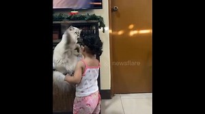 Nasty cat slaps kid and rejects her attention