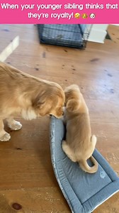 "MOM! They're using all my stuff again!!!" 🤣 (Via - Alisa P.) | The Pet Collective