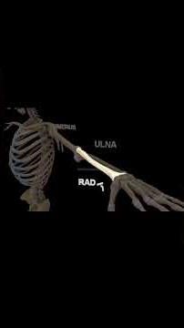 Human bones explained 😁 #physics #funny #animation #cartoon #humanbody #human #12th #10th #8th