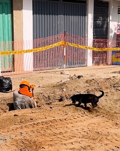 1.6M views · 81K reactions | This construction worker and his dog make a really good team! | MetDaan Animals | Facebook