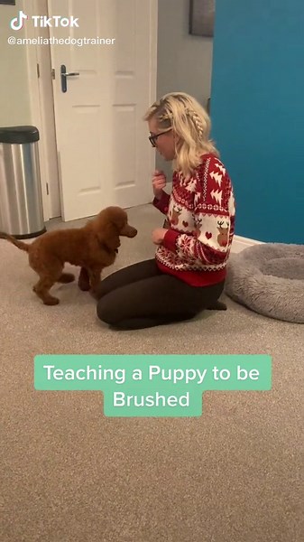 How to Tame a Toy Poodle