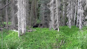Mother black bear and cub walking and eating in the forest. Canadian Rockies, wide shot.