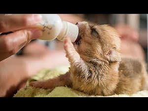 How To Make Puppy Milk Homemade