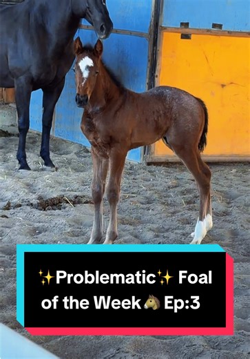 Problematic Foal of the Week: Episode 3 Highlights