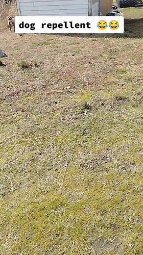 Mobile Mechanic Working on Car with Dog Attack | Funny Video