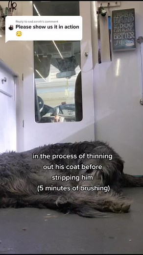 Mars Coat King Dog Grooming: A Game Changer for Your Pet's Coat