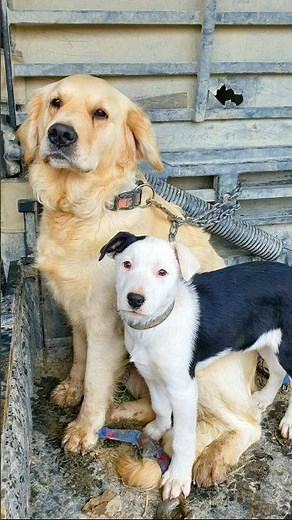 Dog Friends: Cute Duo Moments 🐶💛