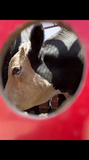 Animal Save Movement on Instagram: "Gentle, innocent, sentient beings arrive at the slaughterhouse exhausted and terrified, transported as commodities of the animals agriculture industry. They are exploited and killed by the violent system that enslaves them. We are there to show people the truth. Looking into their eyes means making a decision – keep ignoring their suffering, or choose a path of compassion and empathy by becoming vegan. 📽 Voicot via @animalsavemovement.es"