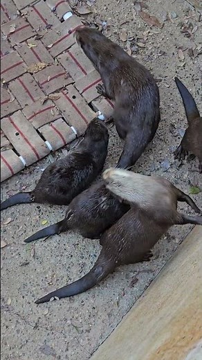 🦦 Adorable Little Otters! | Squeaky Cuteness at Wildlife World Zoo 😍🎙️