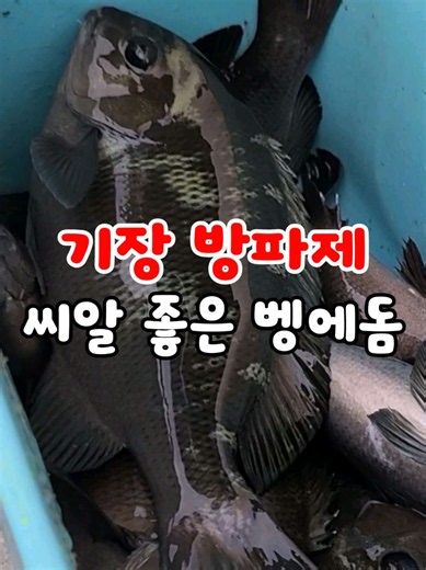 기장 방파제 벵에돔 낚시: 28~29cm 벵에돔 낚은 소식