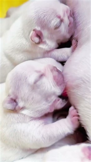 너무 귀여운 강아지! | #강아지 #퍼피 #puppylove #pet #KoeraDogs.