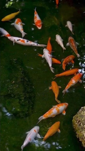 koi pond relax #animals #fish #koi #music #newmusic