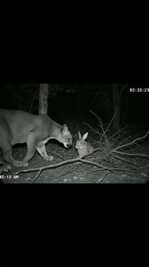A Puma Helps a Rabbit Escape the Vines — A Rare Act of Kindness (AI Story)