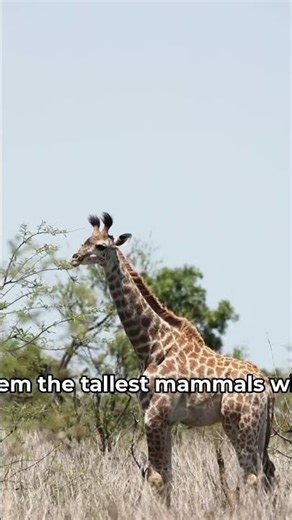 Giraffe Size #Shorts