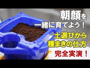 Let's grow morning glories together! A documentary about adults seriously growing morning glories