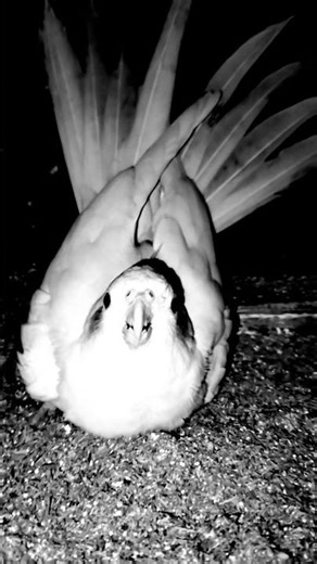 Black Cockatiel Bird's 🖤🐦‍⬛#blackbikers #parrot #nature