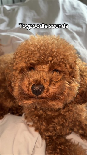 All bark no bite 🤣 #poodle #toypoodle #dog #toypoodlepuppy #cutedog | toy poodle sound