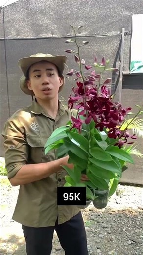 Dendrobium Caesar Red Orchid Promo 95K #shorts