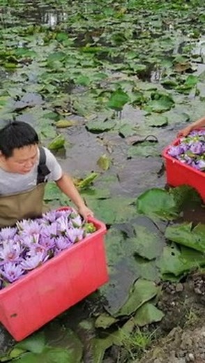 24 reactions | A full blue lotus is always better  #wholifeco #holisticlifestyle #bluelotus | WholifeCo - Holistic Wellness Store | Facebook