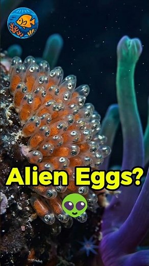 The Shocking Truth About Nemo! 🐠🤯