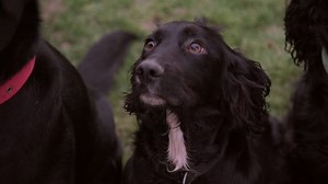 The dogs trained to spot cancer