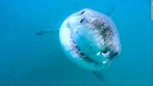 Great white shark lair found in Pacific Ocean