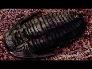 Trilobites