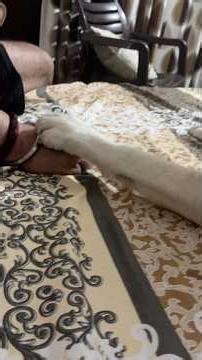 Bhukhad baccha 🐶 #adorably #dog #labrador #dogbreed #funnydog #funny #snuggly #pets #love #doggie