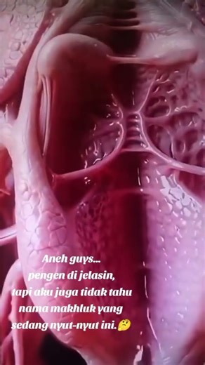 Makhluk lentur mengeluarkan lendir.🤔🫢